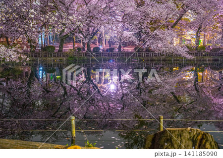 井の頭公園の夜桜 井の頭公園の夜桜 141185090