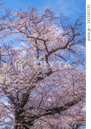 隅田公園の桜 隅田公園の桜 141185132