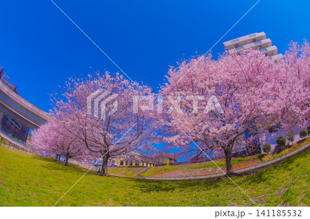 早淵川親水広場の桜並木 早淵川親水広場の桜並木 141185532