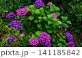 あじさい 141185842