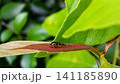 ヒメクロオトシブミ 141185890
