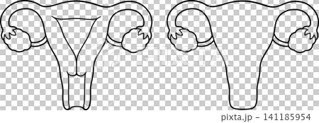 Uterus simple line drawing 141185954