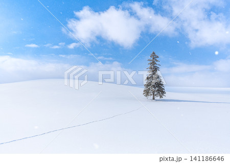 北海道の冬景色　美瑛　クリスマスツリーの木　【北海道旭川市】 141186646