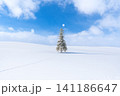 北海道の冬景色 美瑛 クリスマスツリーの木 【北海道旭川市】 北海道の冬景色 美瑛 クリスマスツリーの木 【北海道旭川市】 141186647