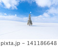 北海道の冬景色 美瑛 クリスマスツリーの木 【北海道旭川市】 北海道の冬景色 美瑛 クリスマスツリーの木 【北海道旭川市】 141186648