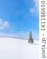 北海道の冬景色 美瑛 クリスマスツリーの木 【北海道旭川市】 北海道の冬景色 美瑛 クリスマスツリーの木 【北海道旭川市】 141186650