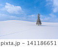 北海道の冬景色 美瑛 クリスマスツリーの木 【北海道旭川市】 北海道の冬景色 美瑛 クリスマスツリーの木 【北海道旭川市】 141186651