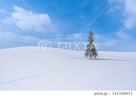 北海道の冬景色 美瑛 クリスマスツリーの木 【北海道旭川市】 北海道の冬景色 美瑛 クリスマスツリーの木 【北海道旭川市】 141186651