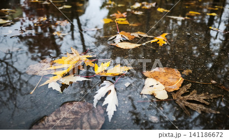 Bright maple leaves lie inside dirty water puddle after heavy rain. 141186672