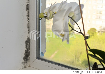 Window corner shows dark mildew buildup near houseplant and wet surface caused by humidity indoors. Window corner shows dark mildew buildup near houseplant and wet surface caused by humidity indoors. 141186881