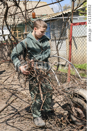 Helpful young boy gathers rustic wooden twigs near fence. Helpful young boy gathers rustic wooden twigs near fence. 141186882