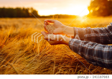 Grains of wheat in hands of the farmer. Crop of oats in male's hands. Agricultural farm. Grains of wheat in hands of the farmer. Crop of oats in male's hands. Agricultural farm. 141187083