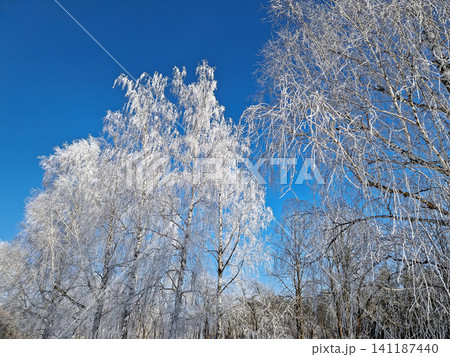 Frost-covered birch trees stand tall against a vivid, deep blue sky in a stunning winter scene. Every delicate branch is encased in white rime ice, creating a crystalline, lace-like canopy Frost-covered birch trees stand tall against a vivid, deep blue sky in a stunning winter scene. Every delicate branch is encased in white rime ice, creating a crystalline, lace-like canopy 141187440
