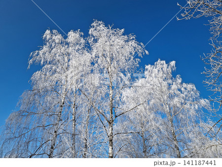 Frost-covered birch trees stand tall against a vivid, deep blue sky in a stunning winter scene. Every delicate branch is encased in white rime ice, creating a crystalline, lace-like canopy 141187441