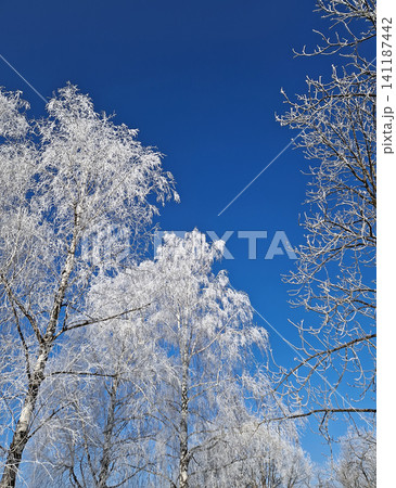 Frost-covered birch trees stand tall against a vivid, deep blue sky in a stunning winter scene. Every delicate branch is encased in white rime ice, creating a crystalline, lace-like canopy Frost-covered birch trees stand tall against a vivid, deep blue sky in a stunning winter scene. Every delicate branch is encased in white rime ice, creating a crystalline, lace-like canopy 141187442