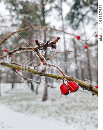Bright red hawthorn berries encased in a thick, glistening layer of ice in a quiet, snow-covered park. Small icicles hang from the frozen twigs, creating contrast against the somber forest background 141187482