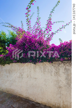 Purple bougainvillea plant tree 141187740