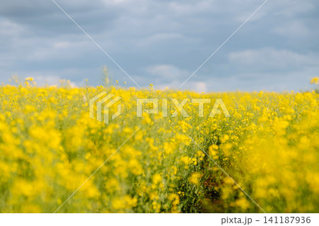 Rape on field in summer. Bright Yellow rapeseed oil. Flowering rapeseed. with blue sky and clouds 141187936