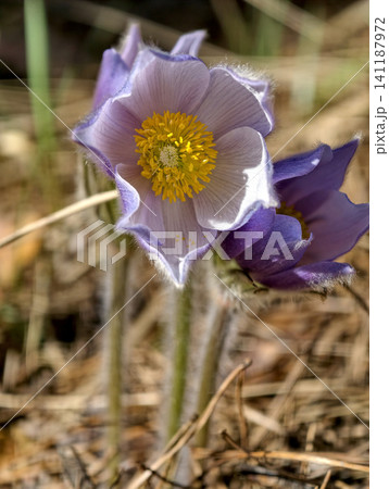 Beautiful little purple flowers in forest. Pulsatilla patens pasque flower or prairie crocus. Flower is listed in Red Book. Pulsatilla patens is a species of flowering plant in family Ranunculaceae Beautiful little purple flowers in forest. Pulsatilla patens pasque flower or prairie crocus. Flower is listed in Red Book. Pulsatilla patens is a species of flowering plant in family Ranunculaceae 141187972