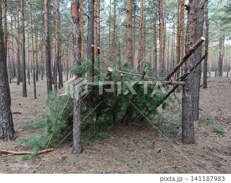 Branch based shelter among conifer trees, emphasizing natural materials and integration with the forest landscape Branch based shelter among conifer trees, emphasizing natural materials and integration with the forest landscape 141187983