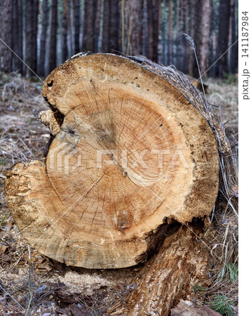 Cut tree trunk with clearly visible annual growth rings resting on the ground in a coniferous forest surrounded by natural woodland vegetation Cut tree trunk with clearly visible annual growth rings resting on the ground in a coniferous forest surrounded by natural woodland vegetation 141187984