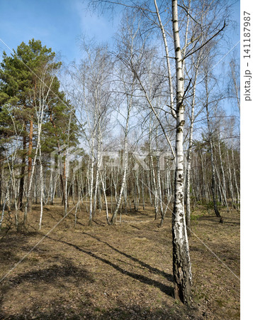 Birch trees in a small grove surrounded by dense conifer woodland 141187987