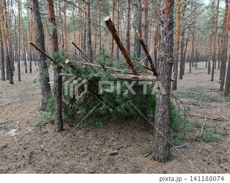 Branch structure located in a coniferous woodland, presenting a rustic outdoor shelter integrated into a natural landscape Branch structure located in a coniferous woodland, presenting a rustic outdoor shelter integrated into a natural landscape 141188074