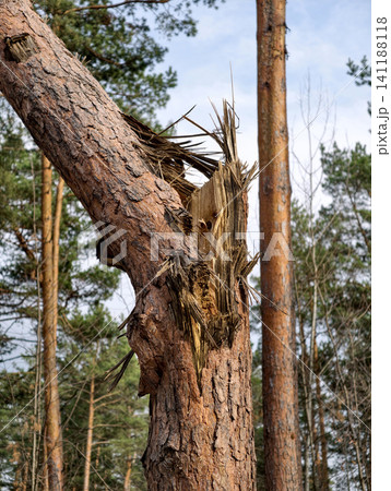 Exploded coniferous trees showing the aftermath of military drone engagement and its destructive effect on forests Exploded coniferous trees showing the aftermath of military drone engagement and its destructive effect on forests 141188118