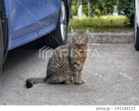 Weary homeless cat with one ear slightly damaged resting between two vehicles in an urban parking area, reflecting fatigue and the dangers of street survival Weary homeless cat with one ear slightly damaged resting between two vehicles in an urban parking area, reflecting fatigue and the dangers of street survival 141188133