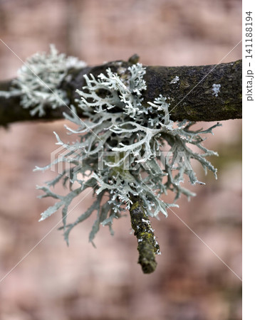 Oakmoss lichen growing on branch demonstrates ecological succession and long-term epiphytic community development 141188194