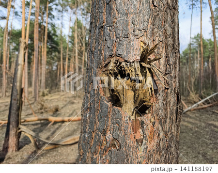 Forest conifers bearing visible shrapnel damage from an explosion, reflecting the impact of warfare on fragile ecosystems and communities Forest conifers bearing visible shrapnel damage from an explosion, reflecting the impact of warfare on fragile ecosystems and communities 141188197