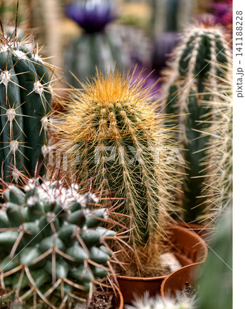 Freshly potted cacti for sale in a florist section of a supermarket Freshly potted cacti for sale in a florist section of a supermarket 141188228
