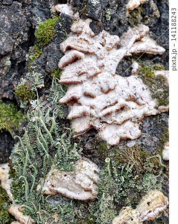 Cladonia fimbriata growing on decaying wood emphasizes ecological succession and natural forest renewal processes Cladonia fimbriata growing on decaying wood emphasizes ecological succession and natural forest renewal processes 141188243