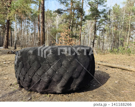 Large tractor tire lying on the ground in a conifer forest, reflecting environmental neglect and waste problems 141188266