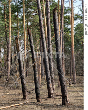 Pine woodland showing blast damage from air defense strike, emphasizing the vulnerability of natural habitats in conflicts 141188267