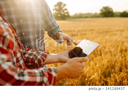 Experienced farmers in a golden wheat field with a modern tablet checking the growth. Smart farm. Experienced farmers in a golden wheat field with a modern tablet checking the growth. Smart farm. 141188437
