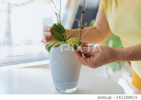 woman inspecting plant leaves in indoor setting with window blinds and wooden table, caretaking close-up above white vase with water, yellow top, green plant, serene home decor. woman inspecting plant leaves in indoor setting with window blinds and wooden table, caretaking close-up above white vase with water, yellow top, green plant, serene home decor. 141188615