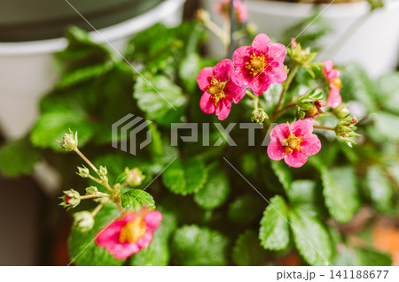 Strawberry blossom after rain shower Strawberry blossom after rain shower 141188677