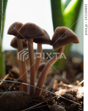Mushrooms are growing from the soil with some rocks around them. They stand tall among green plants in a small garden. The light comes from above as it is daytime. 141188691
