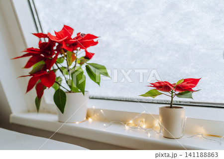 Christmas plant Christmas star, poinsettia window covered with snow Christmas plant Christmas star, poinsettia window covered with snow 141188863