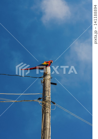 Colorful scarlet macaw parrot perched on wooden utility pole against blue sky, tropical exotic bird in natural sunlight Colorful scarlet macaw parrot perched on wooden utility pole against blue sky, tropical exotic bird in natural sunlight 141188894