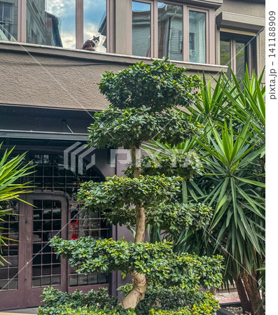 Manicured topiary tree and yucca plants outside elegant building entrance with cat resting on window ledge in urban courtyard Manicured topiary tree and yucca plants outside elegant building entrance with cat resting on window ledge in urban courtyard 141188909