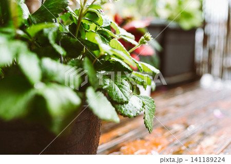 Strawberry blossom after rain shower Strawberry blossom after rain shower 141189224