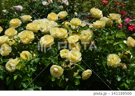 Bush of yellow roses in full bloom at madrid rose garden for summer background and landscape design 141189500