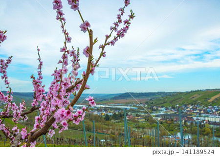Blooming pink cherry tree blossoms against blurred countryside landscape with hills, vineyards and river under blue cloudy sky. Germany, Bavaria, Wuerzburg, Panoramic Main river valley. Copy space Blooming pink cherry tree blossoms against blurred countryside landscape with hills, vineyards and river under blue cloudy sky. Germany, Bavaria, Wuerzburg, Panoramic Main river valley. Copy space 141189524