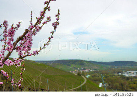 Blooming pink cherry tree blossoms against blurred countryside landscape with hills, vineyards and river under blue cloudy sky. Germany, Bavaria, Wuerzburg, Panoramic Main river valley. Copy space Blooming pink cherry tree blossoms against blurred countryside landscape with hills, vineyards and river under blue cloudy sky. Germany, Bavaria, Wuerzburg, Panoramic Main river valley. Copy space 141189525