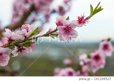 Blooming pink cherry tree blossoms against blurred countryside landscape with hills, vineyards and river under blue cloudy sky. Germany, Bavaria, Wuerzburg, Panoramic Main river valley. Copy space Blooming pink cherry tree blossoms against blurred countryside landscape with hills, vineyards and river under blue cloudy sky. Germany, Bavaria, Wuerzburg, Panoramic Main river valley. Copy space 141189527