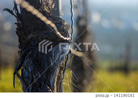 Closeup of weathered grapevine trunks bark with supporting wires in a vineyard at sunset in early spring. Soft golden light and shallow depth of field. 141190181