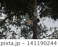 Security camera mounted on pole surrounded by green foliage and branches 141190244