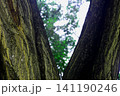 Close-up view of textured tree bark with bifurcated trunk against blurred 141190246